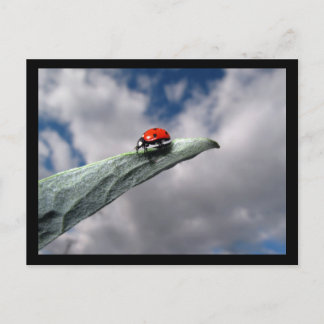 Ladybug-Lugn före Storm Postcard Vykort