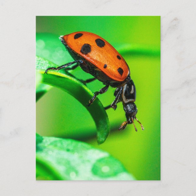 Ladybug Macro Nature Postcard | Vibrant Garden Bug Vykort (Framsida)
