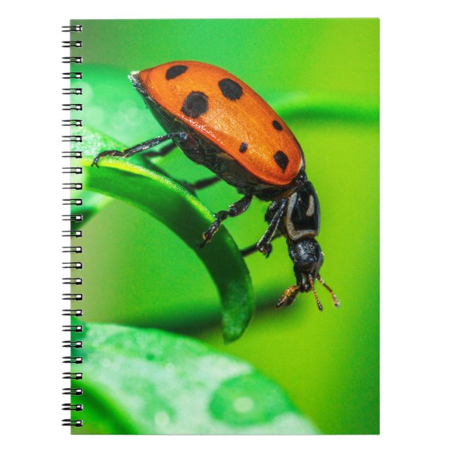 Ladybug Macro Spiral Notebook Nature Art Journal Anteckningsbok (Framsidan)