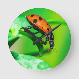 Ladybug Macro Wall Clock Vibrant Nature Home Decor Rund Klocka