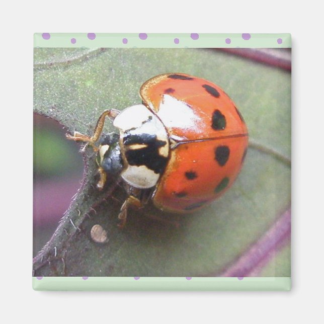Ladybug Magnet (Framsidan)