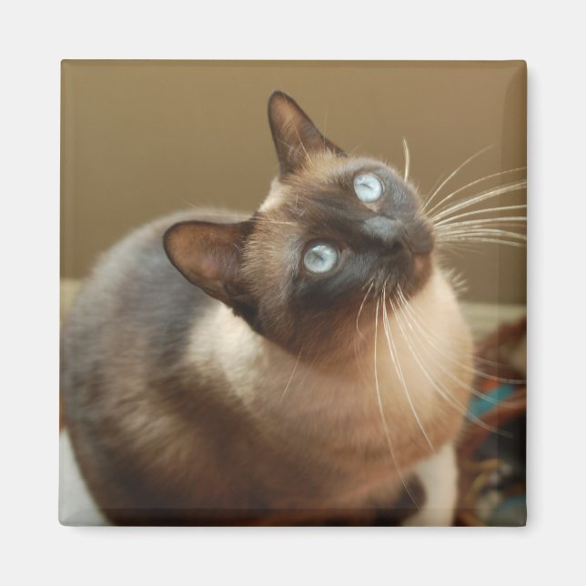 Ladybug Magnet (Framsidan)