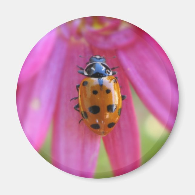 Ladybug Magnet (Framsidan)