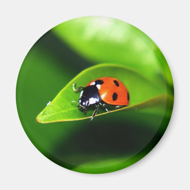 Ladybug Magnet (Framsidan)