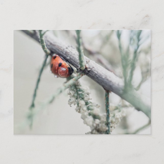 ladybug med droplet på en gren vykort (Framsida)