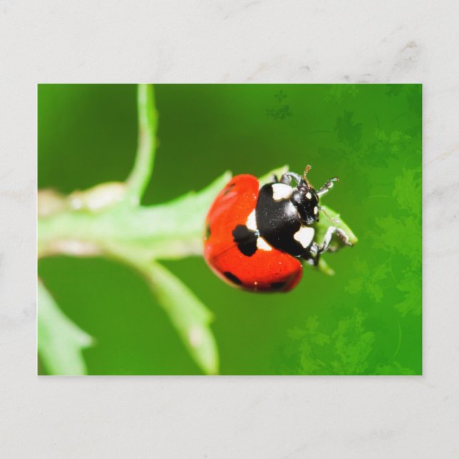 Ladybug med grönt löv vycard vykort (Framsida)