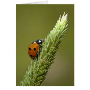Ladybug Messenger Hälsningskort