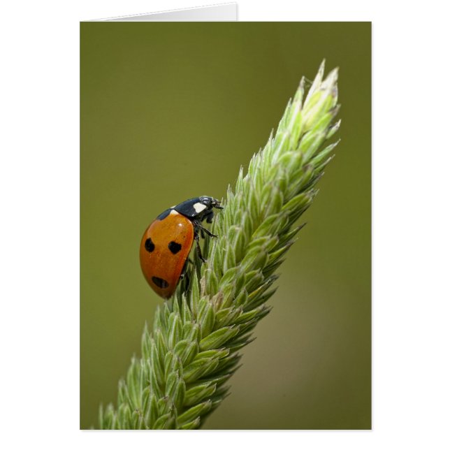 Ladybug Messenger Hälsningskort (Framsidan)