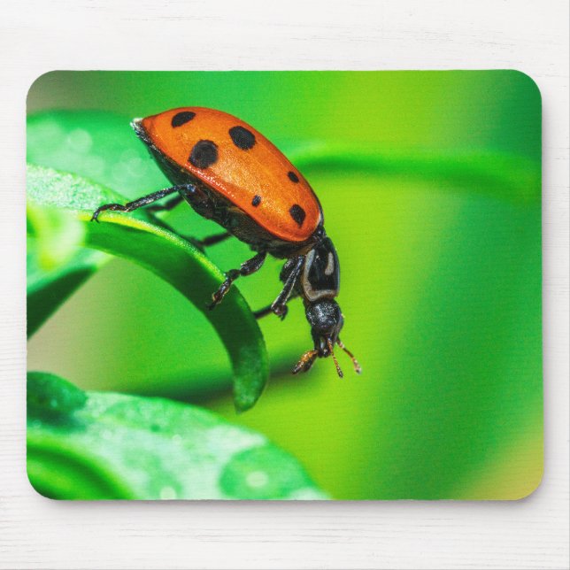 Ladybug Mouse Pad | Nature Desk Setup Musmatta (Framsidan)