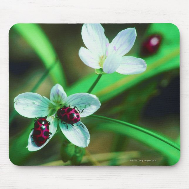 Ladybug Musmatta (Framsidan)