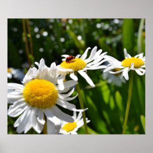 Ladybug och Daisy Poster
