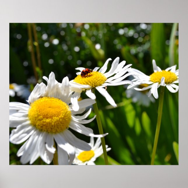 Ladybug och Daisy Poster (Framsidan)