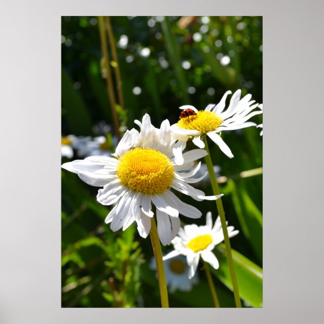 Ladybug och Daisy Poster (Framsidan)