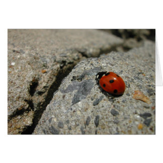 ladybug och kurb (sidepromenad) hälsningskort