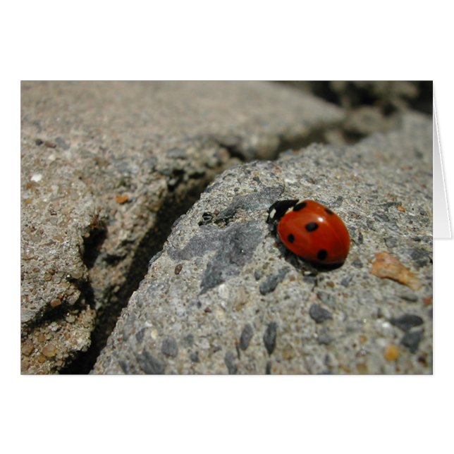 ladybug och kurb (sidepromenad) hälsningskort (Framsidan Horizontal)