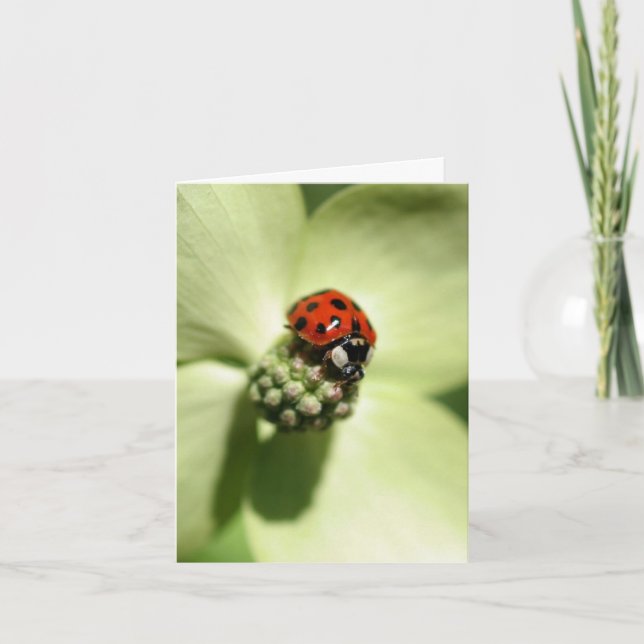 Ladybug On Dogwood Flower Photography  Anteckningskort (Framsida)