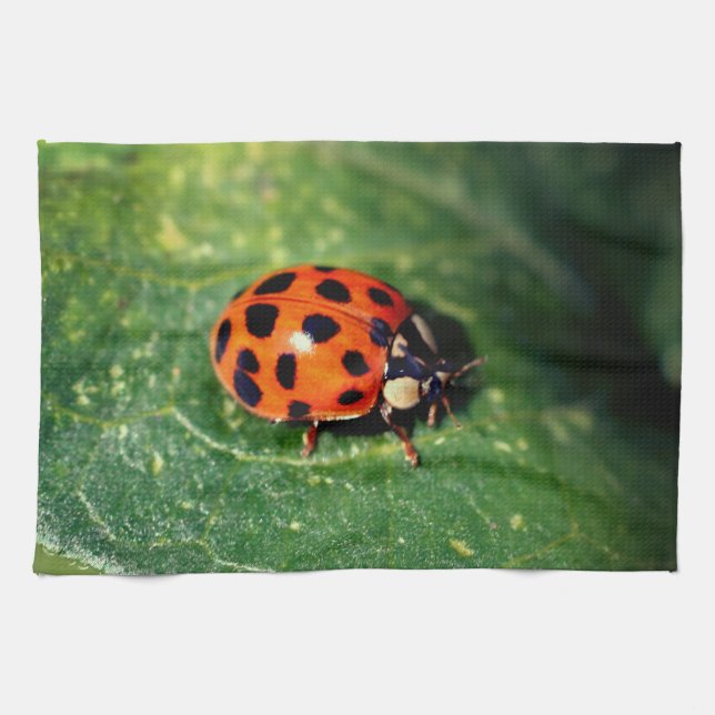 Ladybug On Leaf Close Up  Kökshandduk (Horisontell)