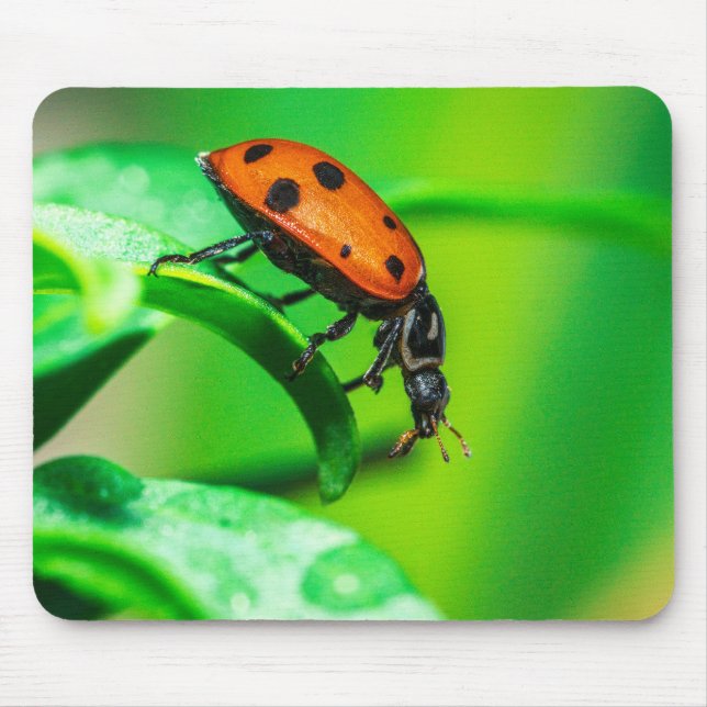 Ladybug on Leaf – Macro Nature Photo Art Print Musmatta (Framsidan)