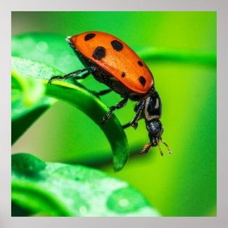 Ladybug on Leaf Macro Nature Poster