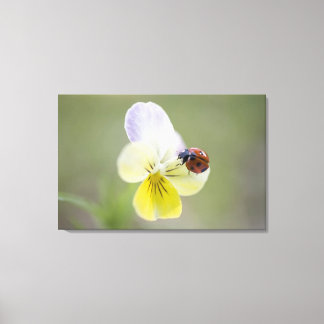 Ladybug on pansy, Biei, Hokkaido, Japan Canvastryck