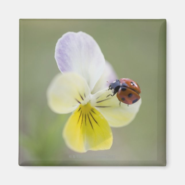 Ladybug on pansy, Biei, Hokkaido, Japan Magnet (Framsidan)