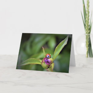 Ladybug On Peony, kort