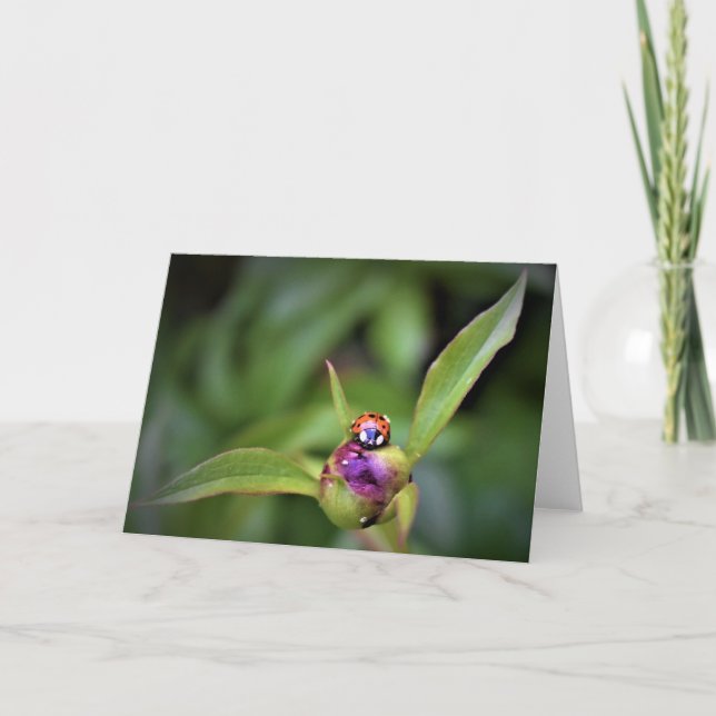 Ladybug On Peony, kort (Framsida)