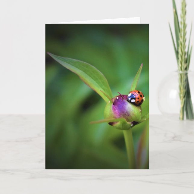 Ladybug On Peony, kort (Framsida)