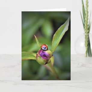 Ladybug On Peony, kort