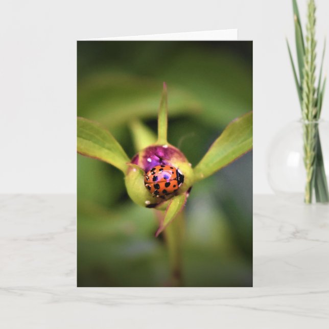 Ladybug On Peony, kort (Framsida)