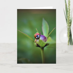 Ladybug On Peony, kort