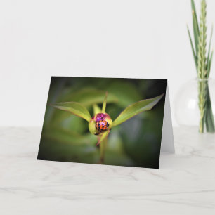 Ladybug On Peony, kort