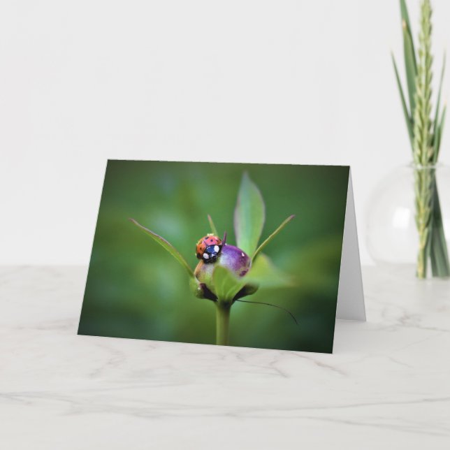 Ladybug On Peony, kort (Framsida)