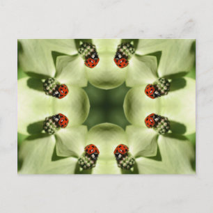 Ladybug på blomning Kaleidoscope Art-vykort Vykort
