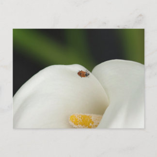 Ladybug på Calla Lily Postcard Vykort