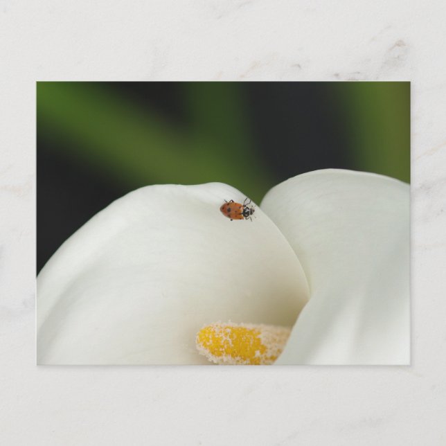 Ladybug på Calla Lily Postcard Vykort (Framsida)