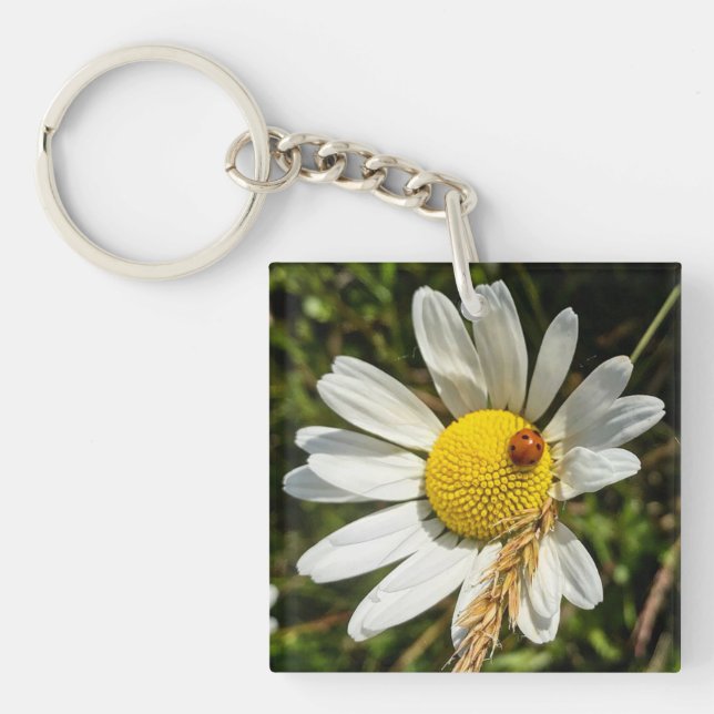 Ladybug på Daisy (Framsidan)