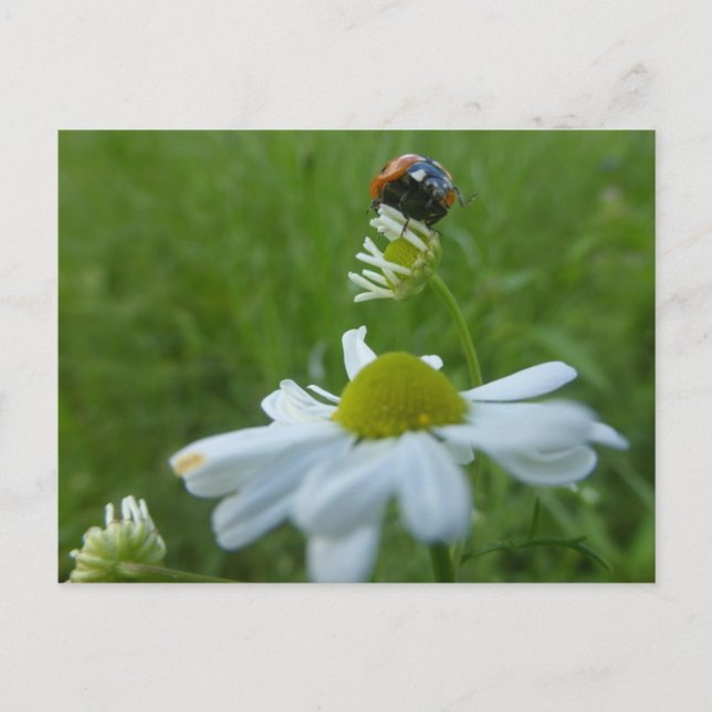 Ladybug på Daisy Flower DIY Postcard Vykort (Framsida)