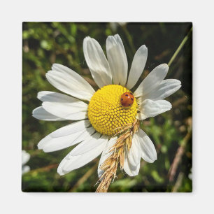Ladybug på Daisy Magnet
