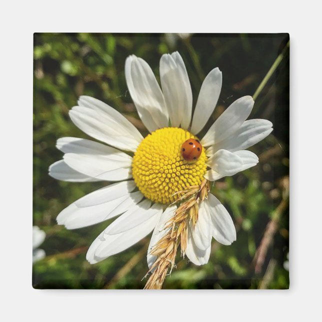 Ladybug på Daisy Magnet (Framsidan)