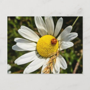 Ladybug på Daisy Vykort