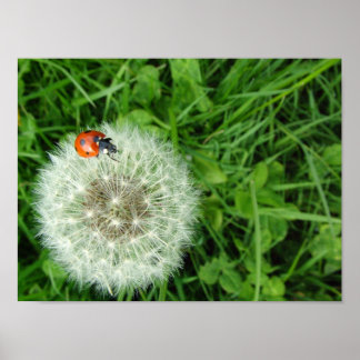 Ladybug på dandelion poster