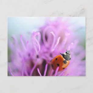 Ladybug på det lila blomkortet vykort