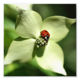 Ladybug på Dogwood Flower 8x8-typ Fototryck