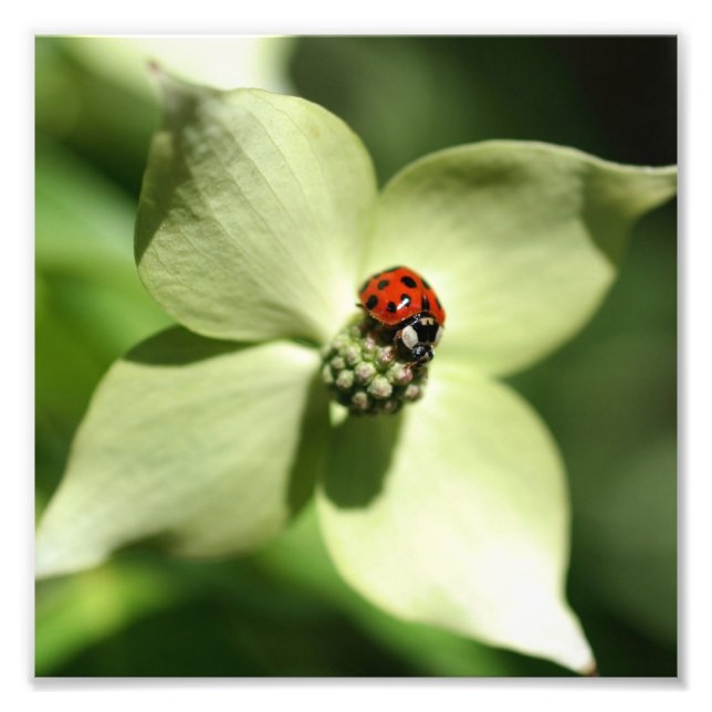 Ladybug på Dogwood Flower 8x8-typ Fototryck (Framsidan)