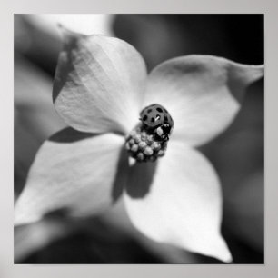 Ladybug på Dogwood Flower Black and White Poster