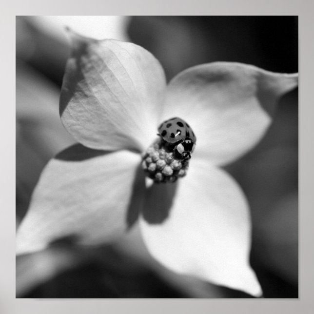 Ladybug på Dogwood Flower Black and White Poster (Framsidan)
