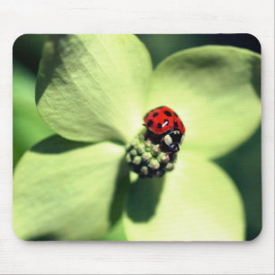 Ladybug på Dogwood Flower Musmatta