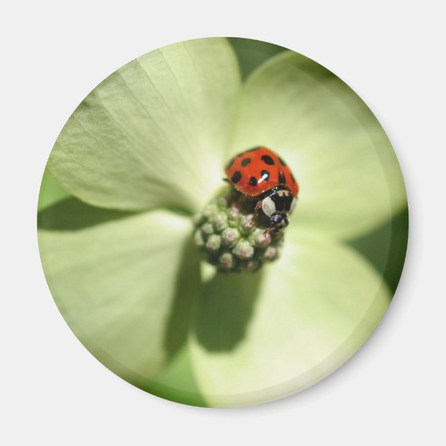 Ladybug på Dogwood Flower Nature Magnet (Framsidan)