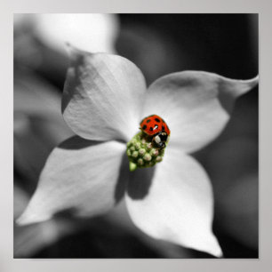 Ladybug på Dogwood Flower Partial Färg Poster